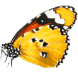 https://www.petresortkw.com/wp-content/uploads/2019/08/butterfly.png